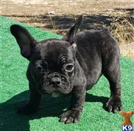 french bulldog puppy posted by tankrtots