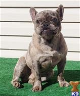 french bulldog puppy posted by tankrtots