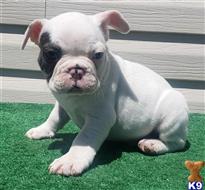 french bulldog puppy posted by tankrtots