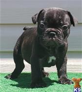 french bulldog puppy posted by tankrtots