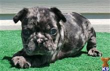 french bulldog puppy posted by tankrtots