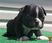 french bulldog puppy posted by tankrtots