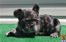 french bulldog puppy posted by tankrtots