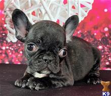 french bulldog puppy posted by tankrtots