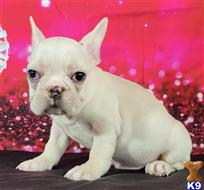 french bulldog puppy posted by tankrtots
