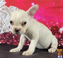 french bulldog puppy posted by tankrtots