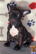 french bulldog puppy posted by tankrtots