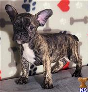 french bulldog puppy posted by tankrtots