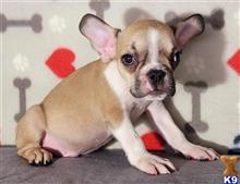 french bulldog puppy posted by tankrtots