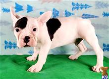 french bulldog puppy posted by tankrtots
