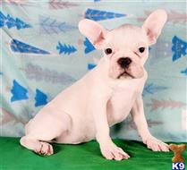 french bulldog puppy posted by tankrtots
