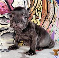 french bulldog puppy posted by tankrtots