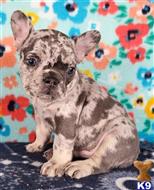 french bulldog puppy posted by tankrtots