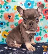 french bulldog puppy posted by tankrtots