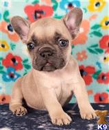 french bulldog puppy posted by tankrtots