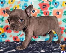 french bulldog puppy posted by tankrtots