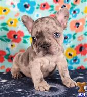 french bulldog puppy posted by tankrtots