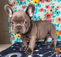 french bulldog puppy posted by tankrtots