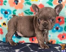 french bulldog puppy posted by tankrtots