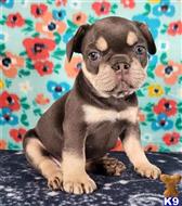 french bulldog puppy posted by tankrtots