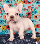 french bulldog puppy posted by tankrtots