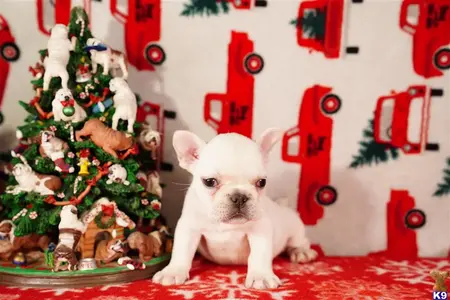 French Bulldog