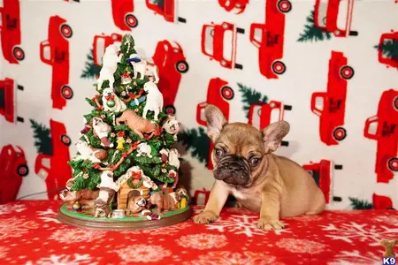 French Bulldog