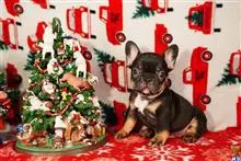 French Bulldog