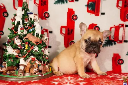 French Bulldog