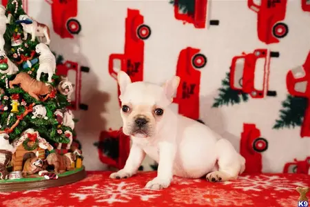 French Bulldog
