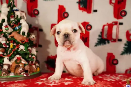 French Bulldog