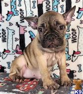 french bulldog puppy posted by tankrtots