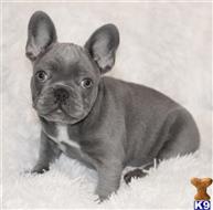 french bulldog puppy posted by tankrtots
