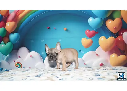 a cat with a balloon around its neck