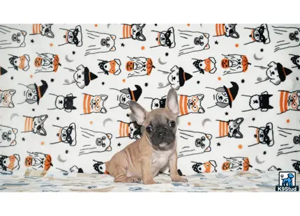 a french bulldog dog sitting in front of a wall covered in cartoon characters
