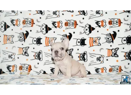 a french bulldog dog sitting on a bed with a wall of notes