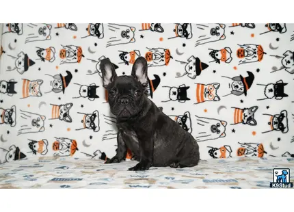 a french bulldog dog sitting on a bed