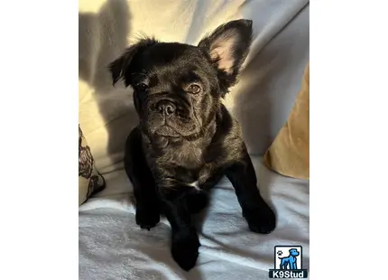 a black french bulldog dog sitting on a couch