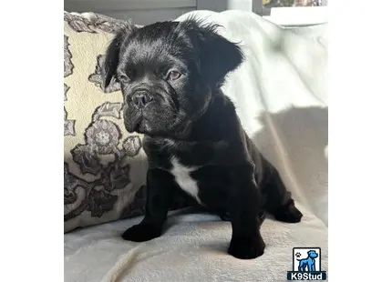 a black french bulldog dog sitting on a couch