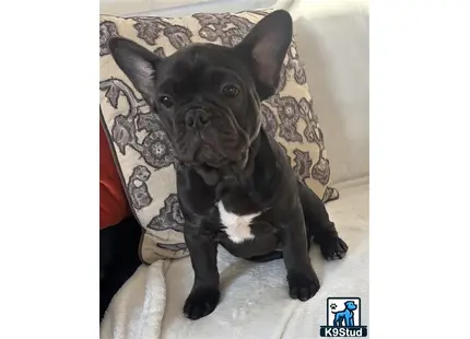 a french bulldog dog sitting on a couch