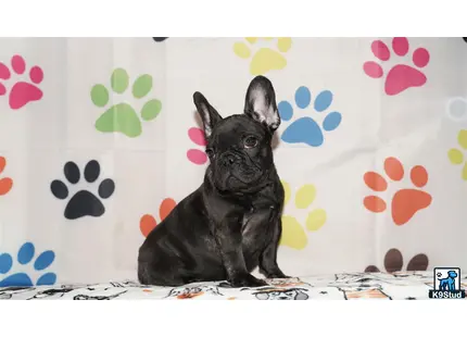 a small black french bulldog dog