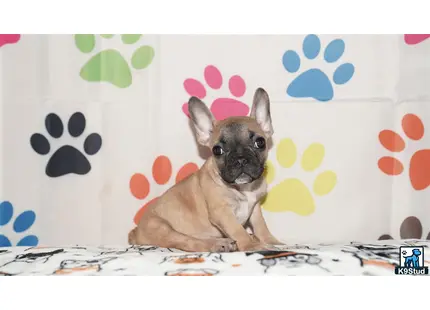 a small french bulldog dog sitting on a bed