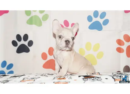 a french bulldog dog sitting on a bed