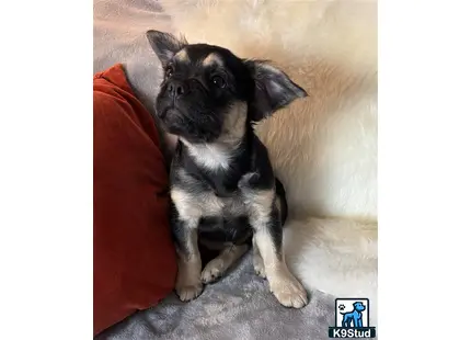 a small black and white french bulldog dog