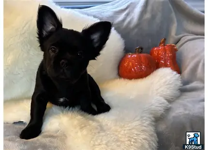 a small black french bulldog dog