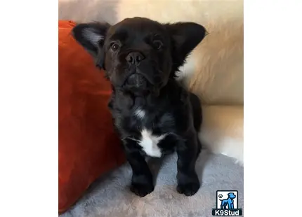 a black and white french bulldog dog