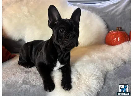 a black french bulldog puppy on a white blanket