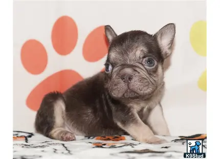 a small french bulldog puppy sitting
