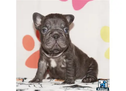 a small french bulldog dog with a surprised expression