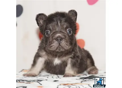 a small brown and white french bulldog puppy